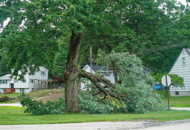 Best Tree Removal Near Me  in Coto De Za, CA